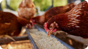 Chicken feed production with chickens and feed